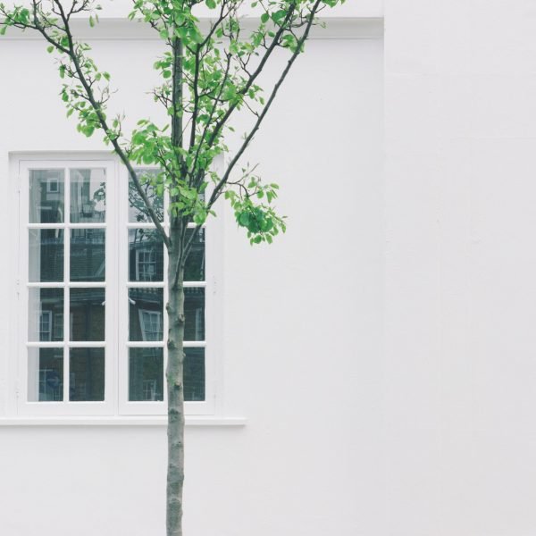 Closely cropped photo of a house window and young tree against a clean white wall